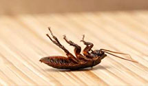 Cockroach Extermination